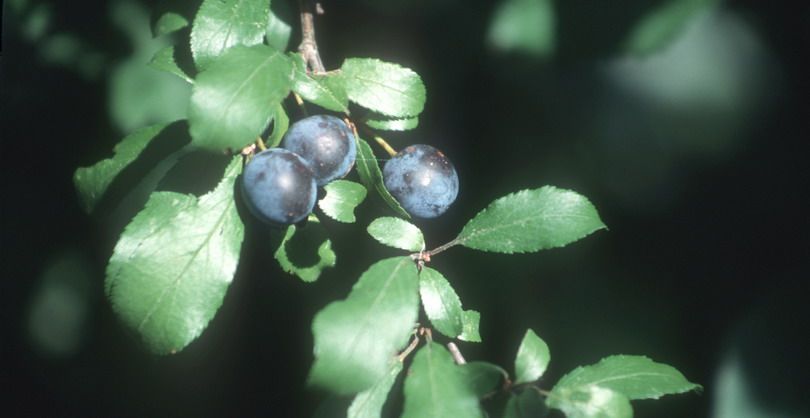 Schlehdorn