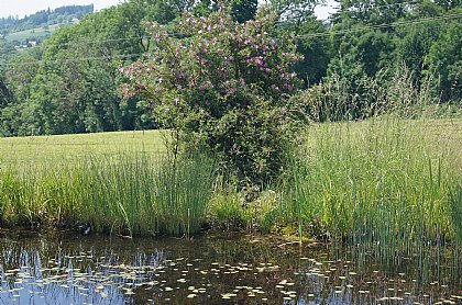 Rosa majalis - Zimtrose