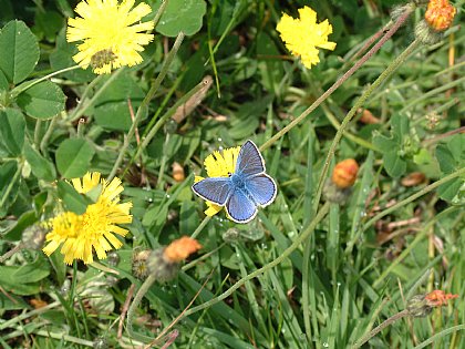 Schmetterling auf Blume 2