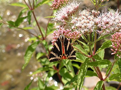 Schmetterling auf Blume