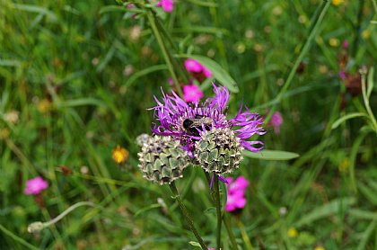 Hummel auf Blume