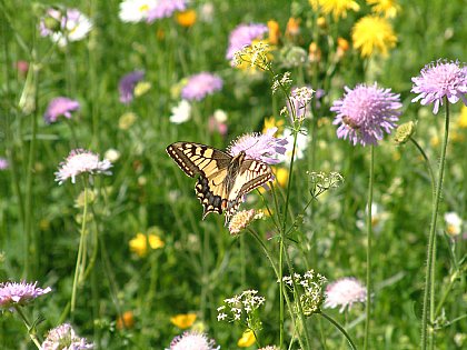 Schmetterling auf Blume 3