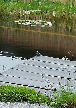 Eisvogel am Schwimmteich