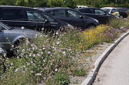 Eferding Parkplatz Freibad